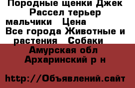 Породные щенки Джек Рассел терьер-мальчики › Цена ­ 40 000 - Все города Животные и растения » Собаки   . Амурская обл.,Архаринский р-н